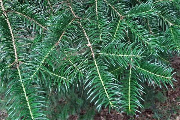 Abies chensiensis