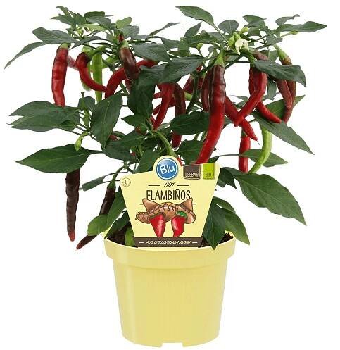 Bio chilli paprika "ohnivý polibek" průměr květináče cca 12 cm