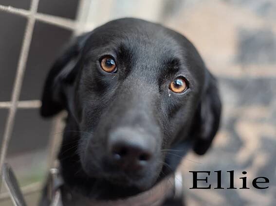 Ellie
