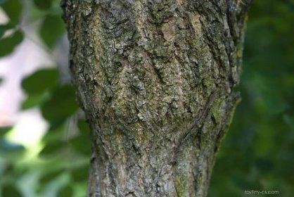 Jerlín japonský Pendula (Sophora japonica)