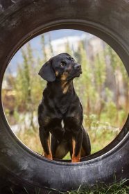 Programm - Joy und Co - Beschäftigung für Mensch mit Hund, Hundewanderungen, Einzeltraining