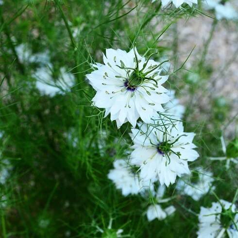 Semena černuchy – Černucha setá – Kmín černý – Nigella sativa