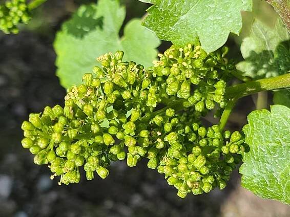 About Us — Öömrang is a boutique winery and distillery that specializes in crafting unique German white wine varietals and