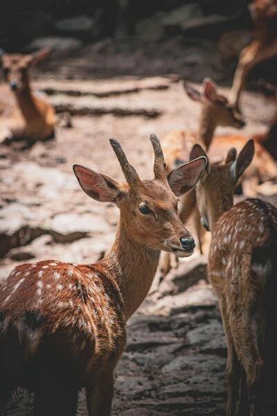 100+ nejlepších fotografií na téma Chital · 100% bezplatné stažení · Základové fotografie Pexels