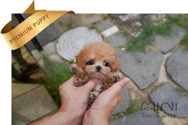 MALTIPOO (WOOYU) SOLD – Mini Teacup Puppy