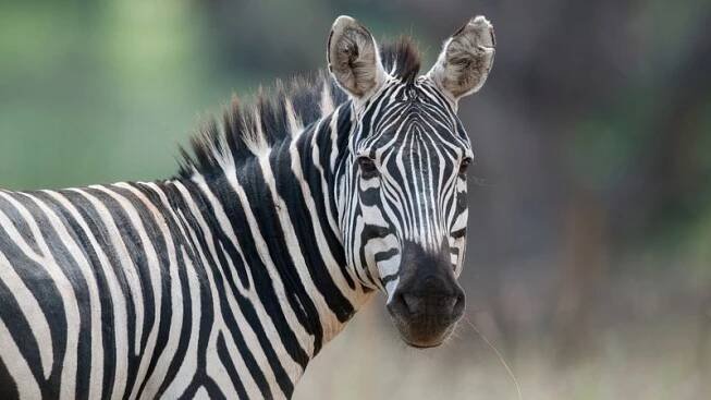 V JAR se vrací do přírody vyhynulá zebra kvaga