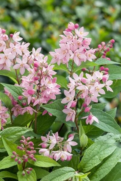 Deutzia x hybrida ´Strawberry Fields´ , Trojpuk , 25-30 cm, C3