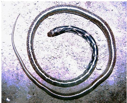 Fig. 3. A road-killed young Indian Egg-eating Snake (Elachistodon wester- manni) from Netrang, Bharuch, Gujarat, India. Photograph by D. Patel.  Locality 5. A small road-killed snake (SVL = 21.0 cm, tail length = 4.5 cm) was found at night near Netrag Village, Valia  a  Tehsil, Bharuch District. It presumably was crossing the road  from a roadside plantation to a nearby patch of dry deciduous  a  Teak (Tectona grandis) forest. This left the snake exposed to  passing traffic (Fig. 3). The entire area is a forest preserve with  a roadside plantation. Meristic details are in Table 2. 