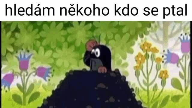 Co je to Allegro Komunita?
