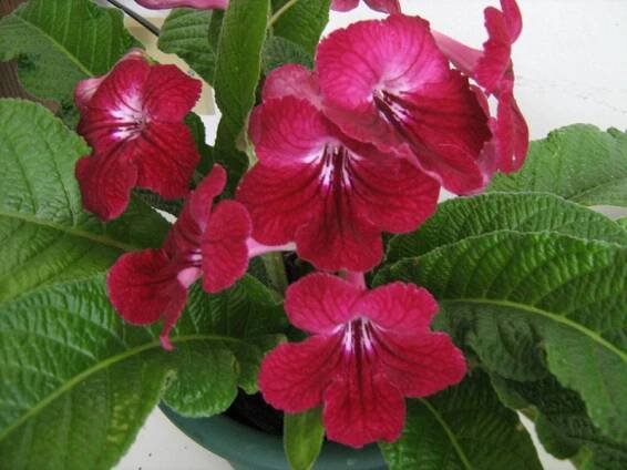 gesneriaceae, podpětovité, saintpaulia, STREPTOCARPUS | pěstování a množení