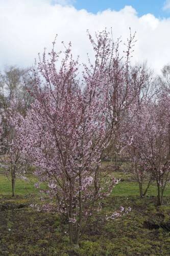 Prunus incisa 'Cunera'-stromková KM50 - Obrázek 5