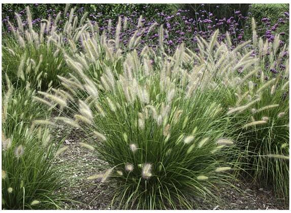Dochan psárkovitý (Pennisetum alopecuroides) ́HAMELN ́