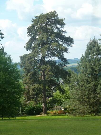 Fotografie - Bludov - zámecký park - 20.05.2018