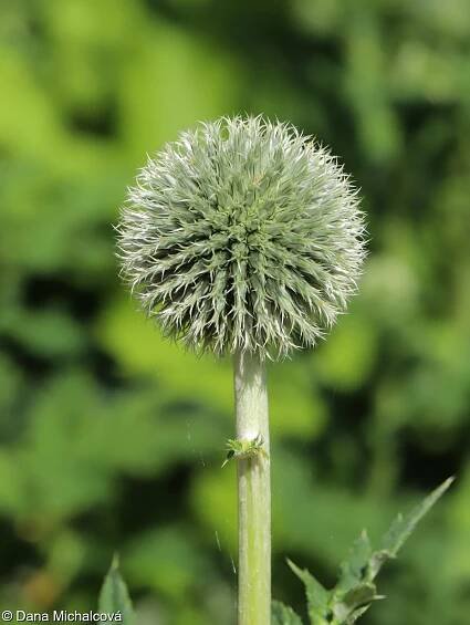 Echinops exaltatus – bělotrn statný