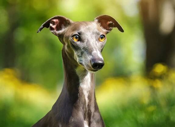 Italian Greyhound