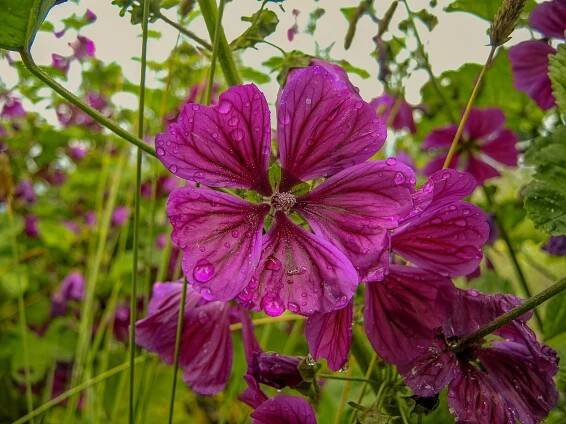 Blumen in allen Farben mit Namen – NATUR UND LANDSCHAFT