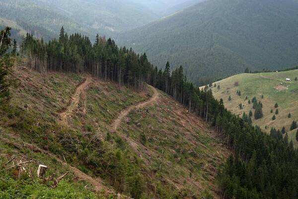 Europe Is Sacrificing Its Ancient Forests for Energy - The New York Times