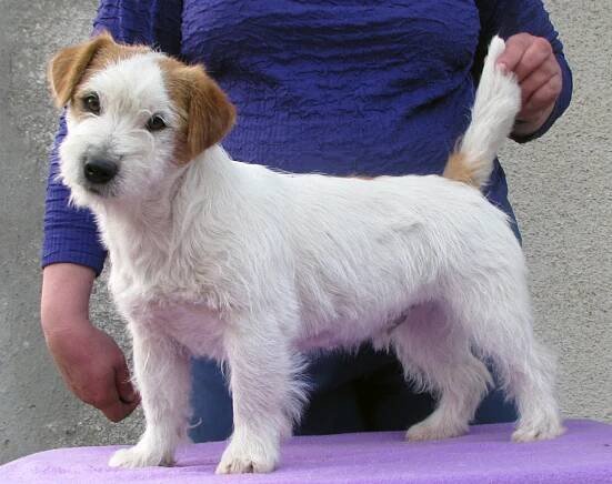 Chovný pes - hrubosrstý (rough) Jack Russel Terier z australských linií - Southjack Ghiaccio Bollente