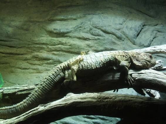 Fotogalerie ZOO PRAHA - č. 2030335 | Turistika.cz
