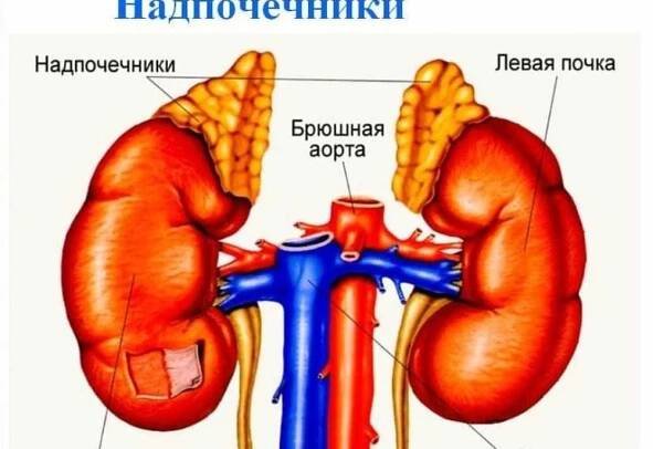 Feochromocytom, kdy vysoký krevní tlak hovoří o nadledvových nádorech / Články