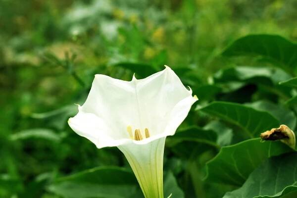 Andělská Trubka, Brugmansia