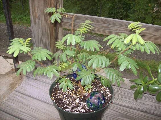 Mimosa tenuiflora
