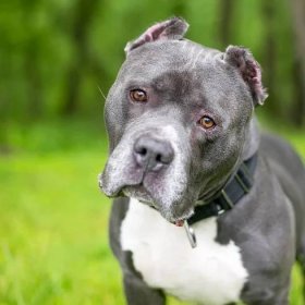 American Bully Dogs Have Been Banned in Two Countries