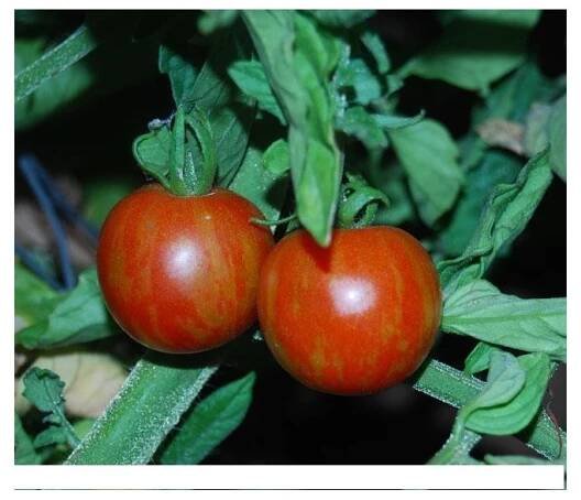 Rajče divoké ♣ Balení obsahuje 1000 semen | Semena, sazenice - neoseeds.cz