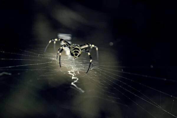 pavouk_web