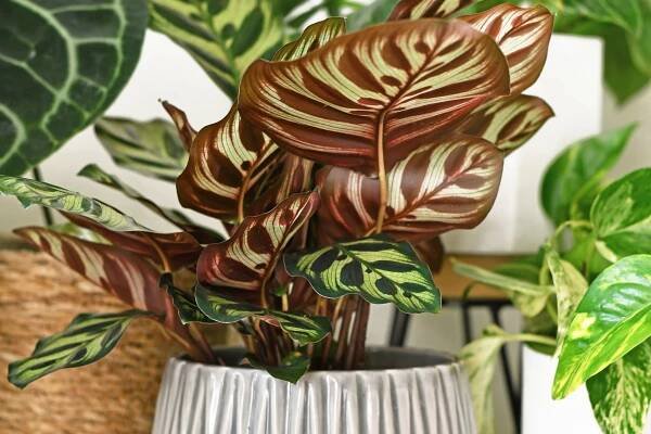 2048x1365-Calathea-SEO-GettyImages-1224530713
