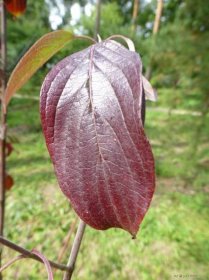 Svída šikmá - podzimní list (Cornus obliqua)