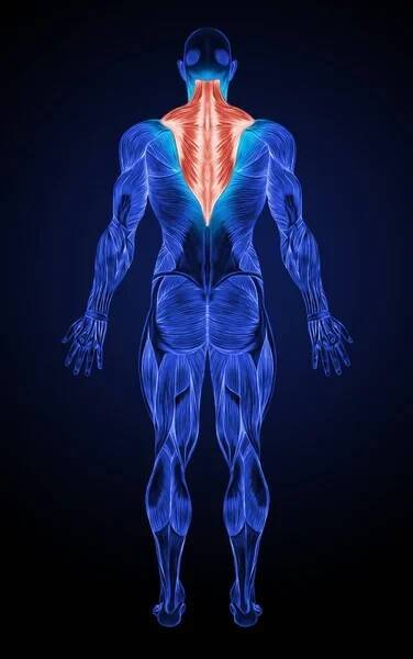 Trapezius Muscle Anatomy Muscles X-ray — Stock obrázek