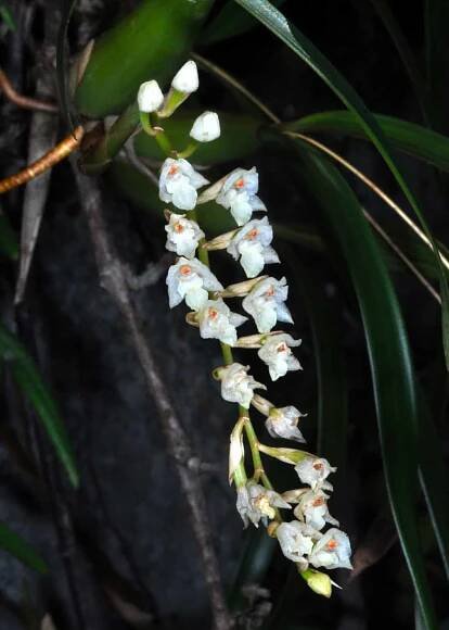 Guang Xi And Fujian, China - Orchid Conservation Alliance