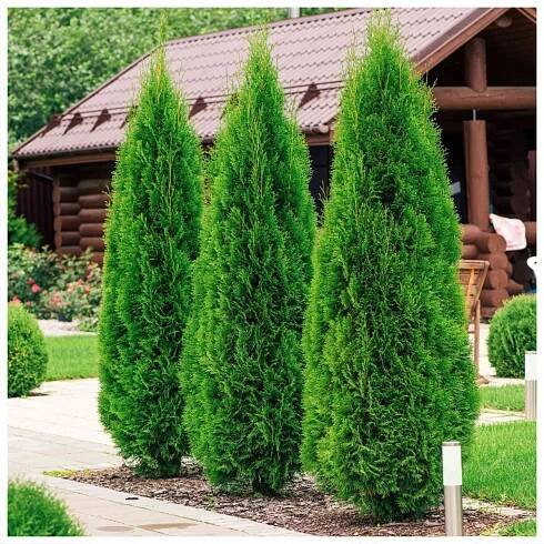 Zerav západní Smaragd Thuja Thuje Smaragd 50 cm Hustý Živý Plot