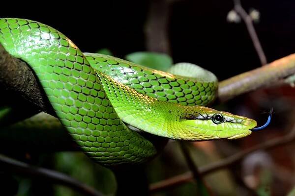 Exotické žáby, hadi a gigantická kobylka z Nové Guinee. Zoo Olomouc přidala devět nových terárií