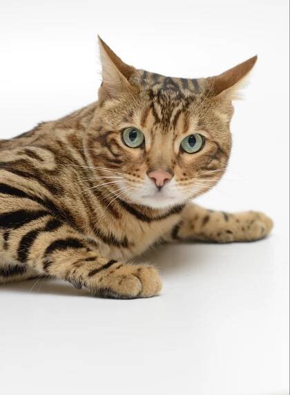 Hampsteadbengal Bentley – Hampstead Bengal – London
