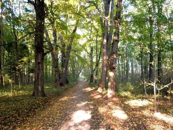 Fotogalerie • Přírodní památka Letohradská bažantnice (Chráněné území) • Mapy.com