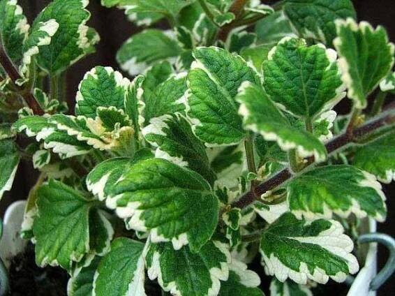 pestrý plectranthus