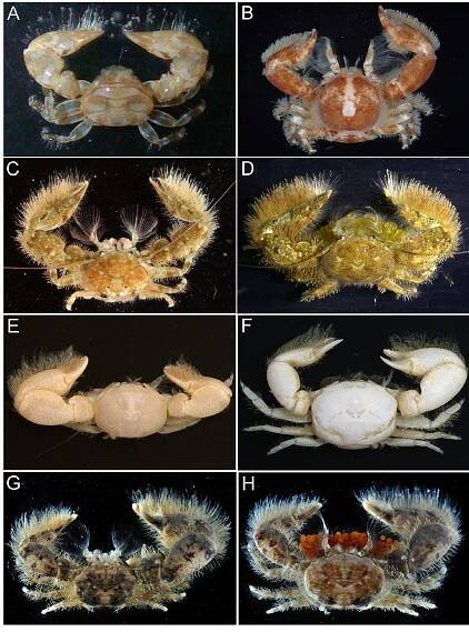 FIGURE 1. Five Polyonyx species. Fresh specimens (A—D, G, H) and preserved specimens (E, F), entire animal, dorsal view A, Polyonyx boucheti Osawa, 2007, probably female (cl 1.7 mm), Panglao Island, ZRC 2017.204; B, Polyonyx heok, ovigerou female (cl 7.6 mm), Iriomote Island, RUMF-ZC-4736; C, Polyonyx pilosibrachium n. sp., paratype, male (cl 3.1 mm), Iriomot Island, RUMF-ZC-4392; D, Polyonyx pilosibrachium n. sp., paratype, ovigerous female (cl 3.3 mm), Iriomote Island, RUMF ZC-4389; E, Polyonyx sasekumari n. sp., paratype, male (cl 3.2 mm), Jeram, ZRC 2016.527; F, Polyonyx sasekumari n. sp. paratype, ovigerous female (cl 4.6 mm), Jeram, ZRC 2016.527; G, Polyonyx thai Werding, 2001, male (cl 2.8 mm), Joho Straits, St. DW131, ZRC 2017.202; H, Polyonyx thai Werding, 2001, ovigerous female (cl 3.5 mm), Johor Straits, St. DW131 ZRC 2017.202. 
