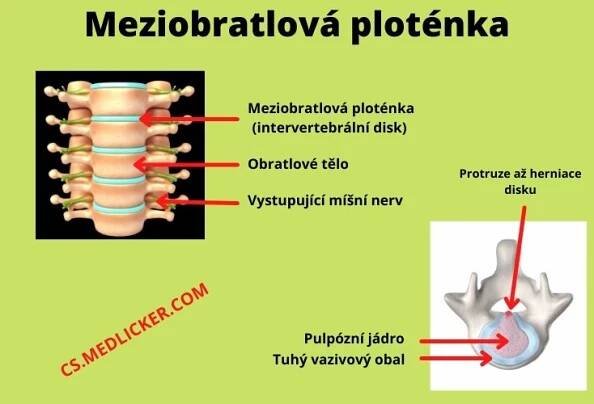 Páteř je hlavní opěrnou strukturou těla a skládá se z obratlů a meziobratlových plotének (disků), které jsou hlavním odpružovacím systémem páteře.