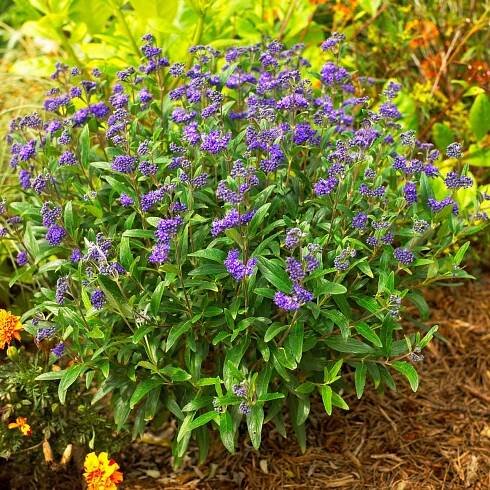 Caryopteris 'MinBleu' bluebeard