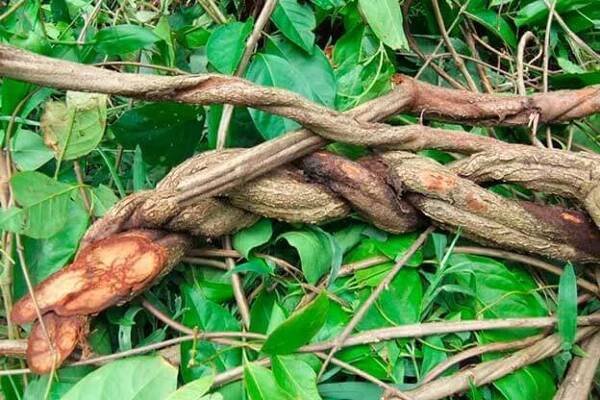 Ayahuasca in Cuyabeno?