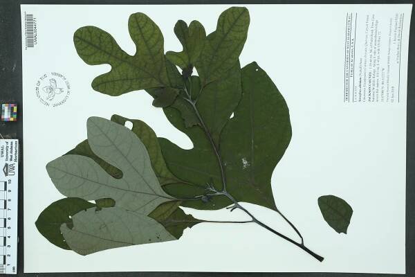 Sassafras albidum - Species Page - APA: Alabama Plant Atlas 