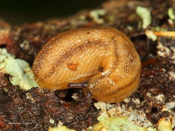 Arion obesoductus - plzák alpský | Arionidae - plzákovití | Natura Bohemica
