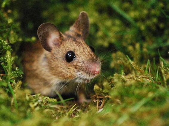The best 5 ways to repel mice from a house — pest pros swear by these tips