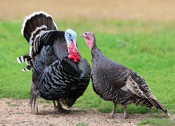 Turkeys and turkey farming: what you need to know
