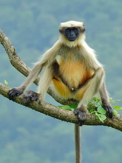 Semnopithecus - Wikipedia