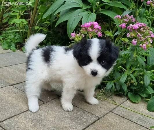 Papillon/Pomeranian - Deštné v Orlických horách - Bazar