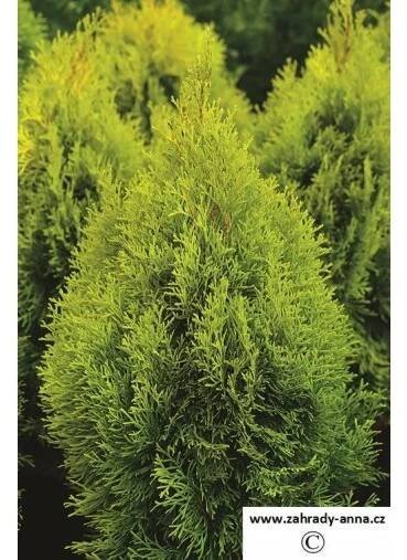 134 thuje golden smaragd thuja occidentalis