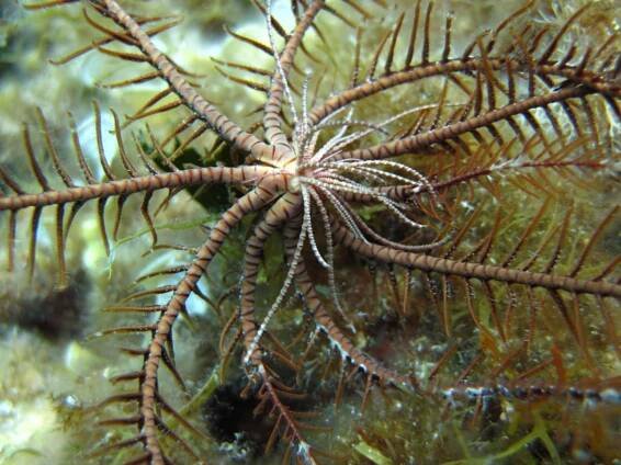 Obrázek - Antedon mediterranea (lilijice středomořská) | BioLib.cz